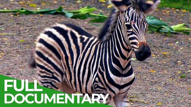Baby Animals Discovering Their World _ Episode 3 _ Free Documentary Nature
