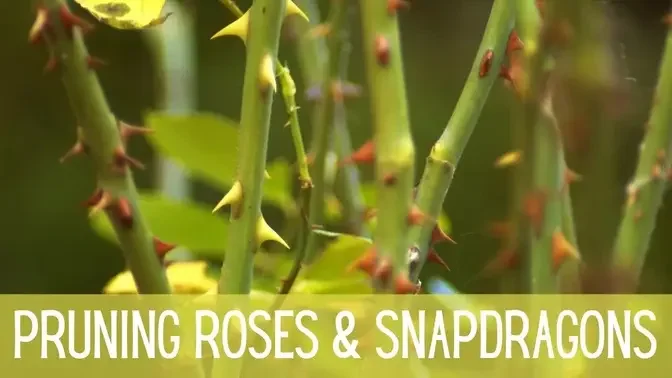 GARDEN HACK - Pruning Roses The EASY Way! 🌹🌹🌹 || Pruning Snapdragons || Winter Pruning || Zone 8