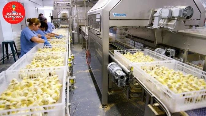 INCREDIBLE MODERN HIGH-TECH CHICKEN FARMING AROUND THE WORLD-AMAZING TECHNOLOGY OF POULTRY EQUIPMENT