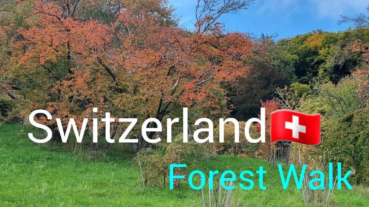 Autumn Forest Walk in Swiss Park 4K #autumn #fallfoliage@WannafeelFamily