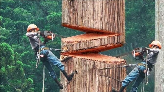 Dangerous Fastest Chainsaw Cutting Tree Machine Skills, Logging Wood Truck & Wood Sawmill Machines