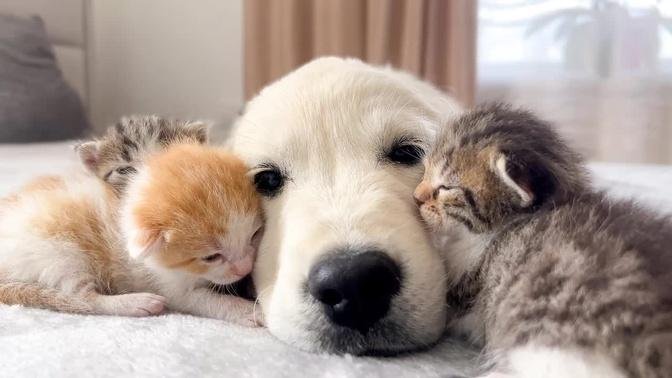 Golden Retriever Puppy and Tiny Kittens [Cuteness Overload]