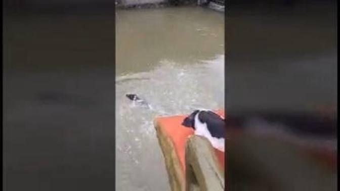 Farmer keeps pigs fit by forcing them to dive into lake and swim to shore