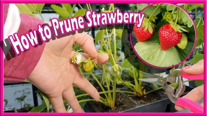 Tips How to Prune Strawberries fuller growth and higher yields Paano mag Prune ng Strawberry Plant