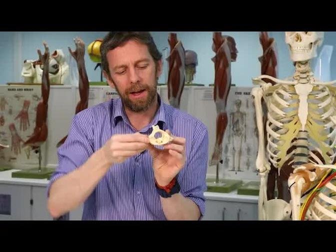 Atlas and axis vertebrae