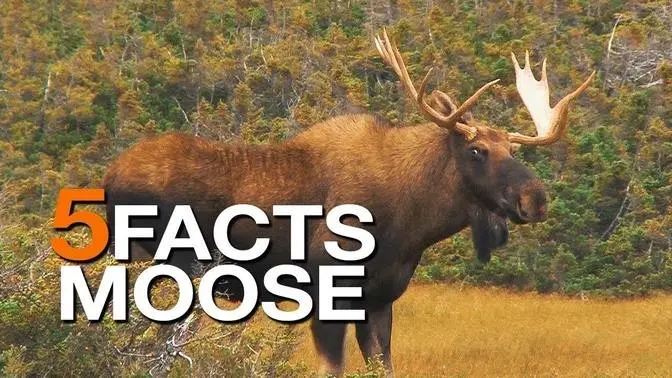 5 FACTS | on Moose (True Facts)