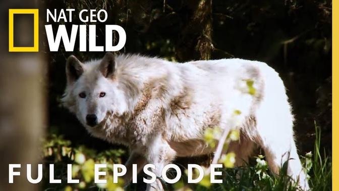 Pigs, Wolves & Crows (Full Episode) | Everything You Didn't Know About Animals