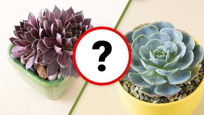 Learn the differences between various -hens and chicks- and why they matter.mp4
