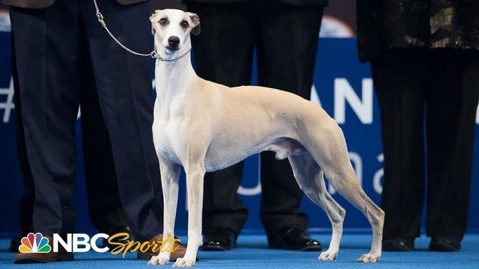 National Dog Show 2018: Best in Show (Full Judging) | NBC Sports
