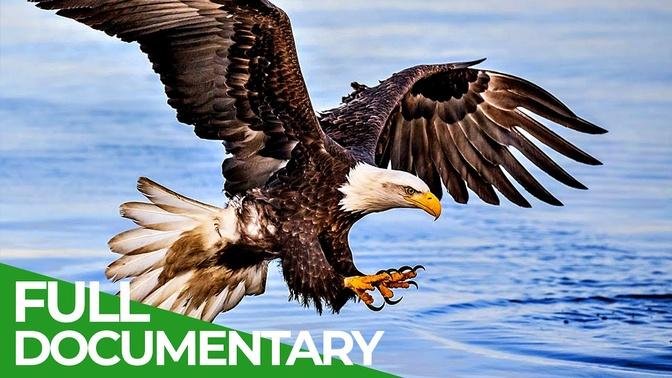Animal Special Forces | Episode 6: Air Forces | Free Documentary Nature