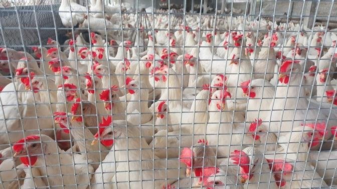 Restoring henhouse, Feeding thousand Chicken so hungry