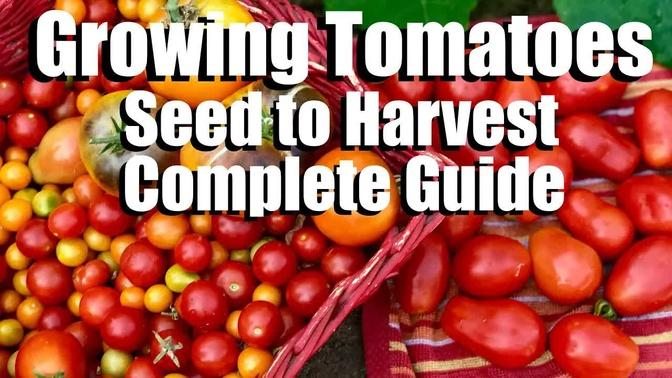 How to Grow Peppers from Seed to Harvest // Complete Guide with Digital Table of Contents