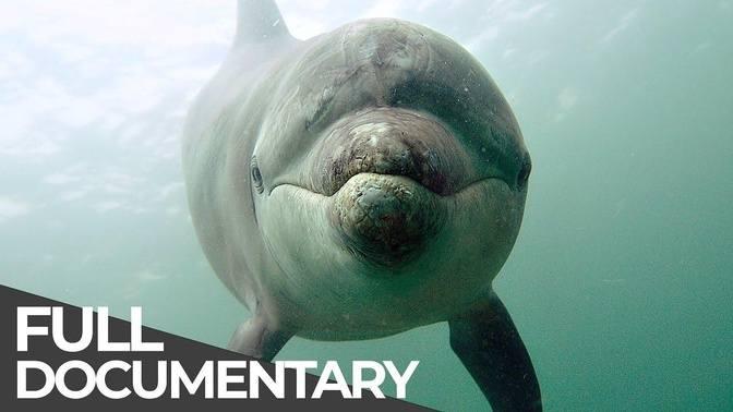 Ocean Stories 3 - Dolphins and Whales _ Free Documentary.