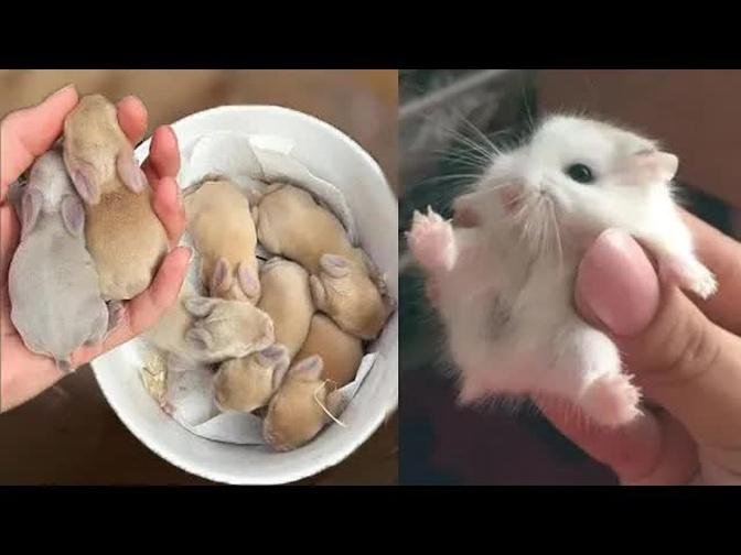 Cute baby animals Videos Compilation cute moment of the animals - Cutest Animals #11