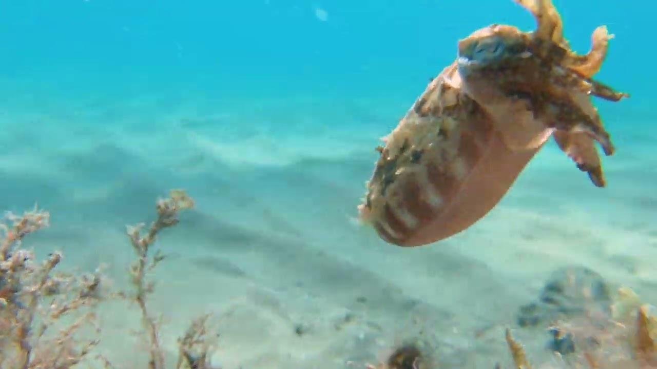Baby Cuttlefish Swims Along Ocean Floor || ViralHog