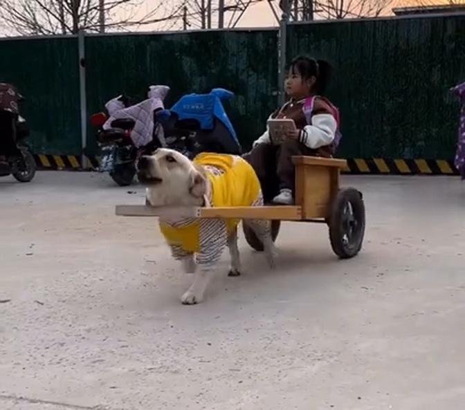 河北邢台一條寵物狗拉車接小主人放學，路上回頭率百分百。