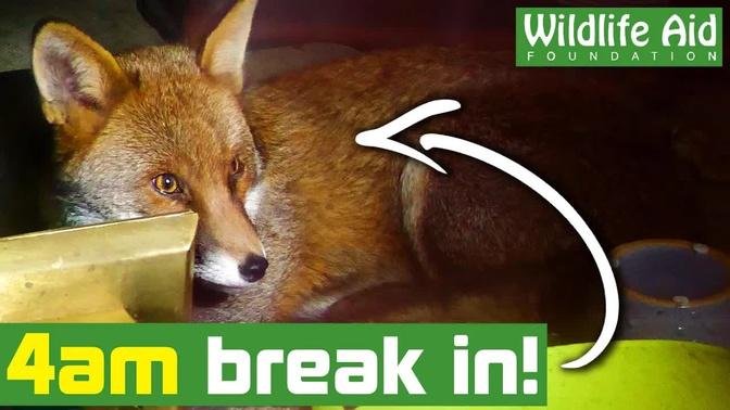 Fox needs rescue after falling from a roof!