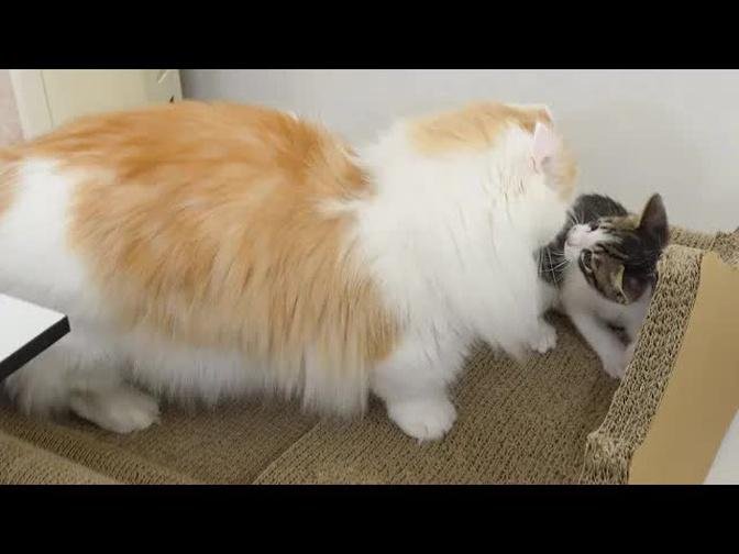 What Happens When the Big Cat Becomes Friends with the Rescued Kitten? │ Episode.122