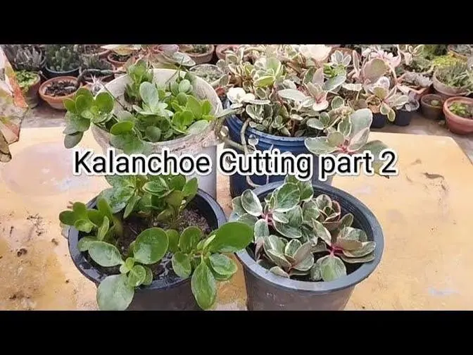How to grow and care kalanchoe part 2 - Kalanchoe plant care and propagation -All about plants.mp4