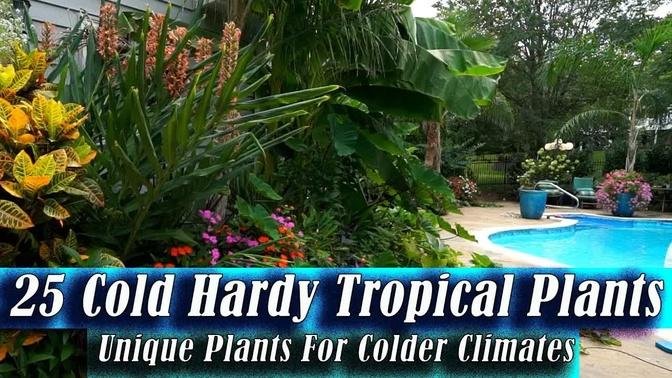 Cold Hardy Tropical Plants / Unique Plants For Cold Climates