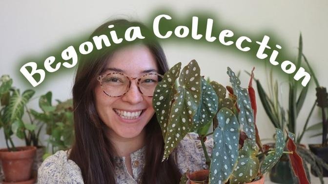 My Begonia Collection! | Begonia lucerna, Begonia maculata & more