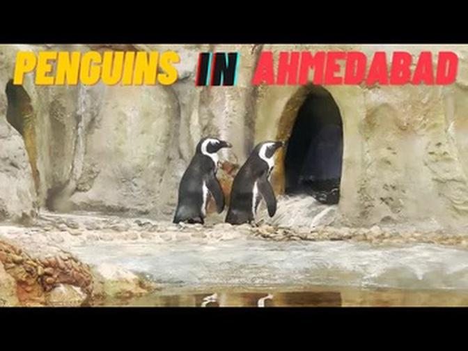Penguins In Ahmedabad Science City - Aquatic Gallery