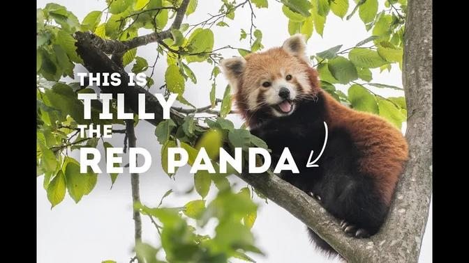 Learn About the CUTEST Red Panda EVER! | World of Animals