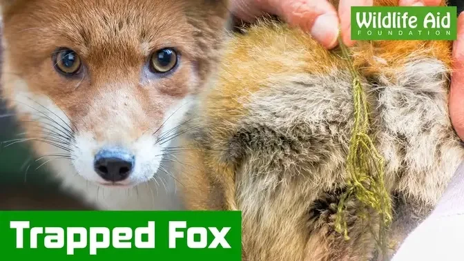 This poor fox was extremely lucky!