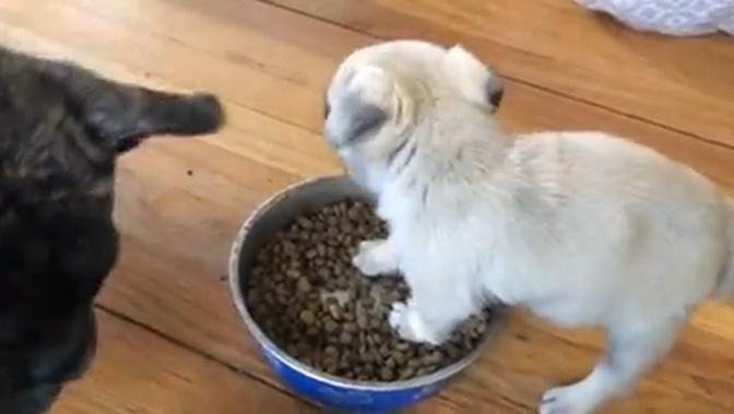 Puppy doesn't share food': Tiny pup refuses to share food with siblings