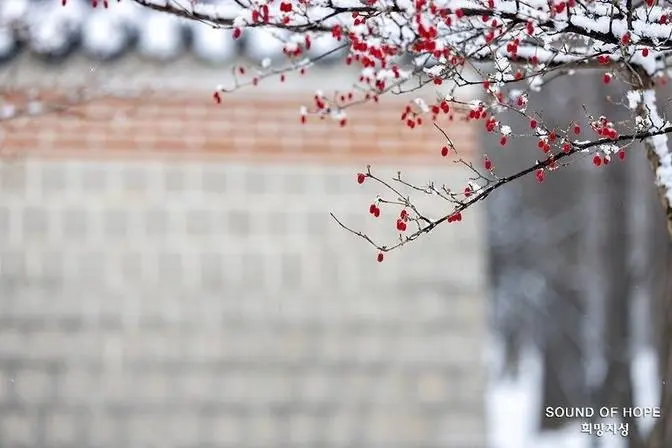 고궁 산수유( 故宮山茱萸)
