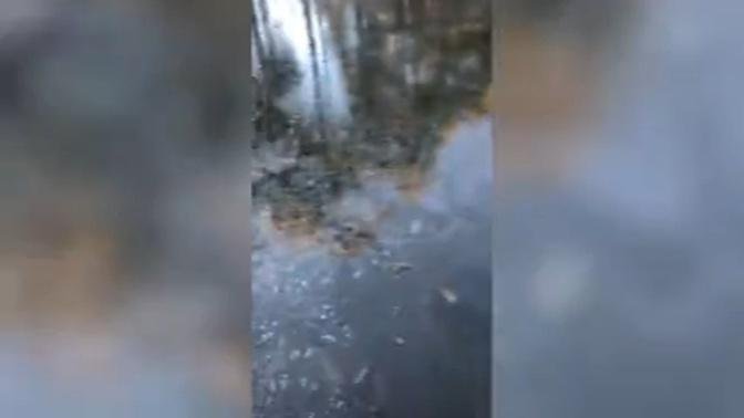 Walker breaks ice with a hammer to save fish trapped in frozen lake