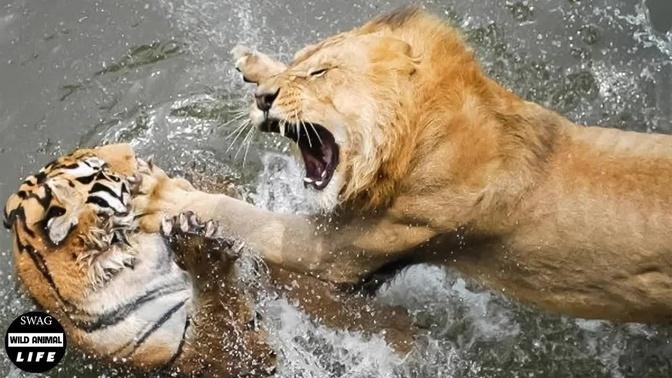Lion Attack Broke Tiger's Face With Devil Claws And Who Will Win In A Fight ? | Wild Animals