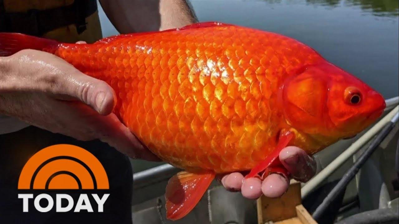 Giant goldfish are wreaking havoc on freshwater lakes