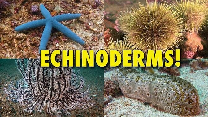 The Spiny World of Echinoderms! | JONATHAN BIRD'S BLUE WORLD