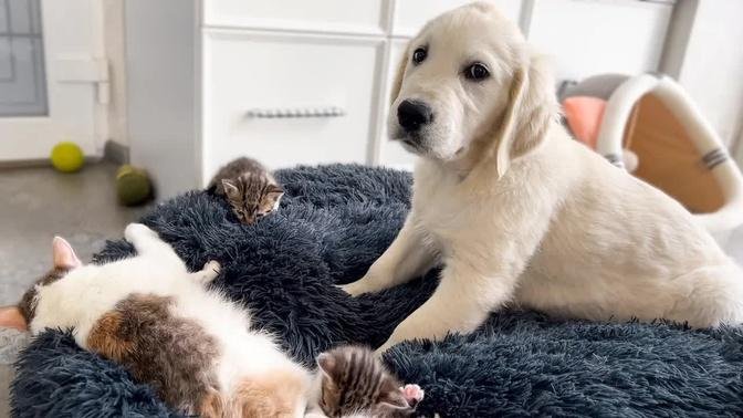 Poor Puppy Confused by Tiny Kittens Occupying his bed!