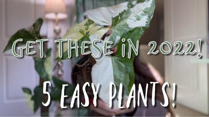 5 not so common easy plants _ Easy plants to get in 2022 _ Easiest houseplants to take care of
