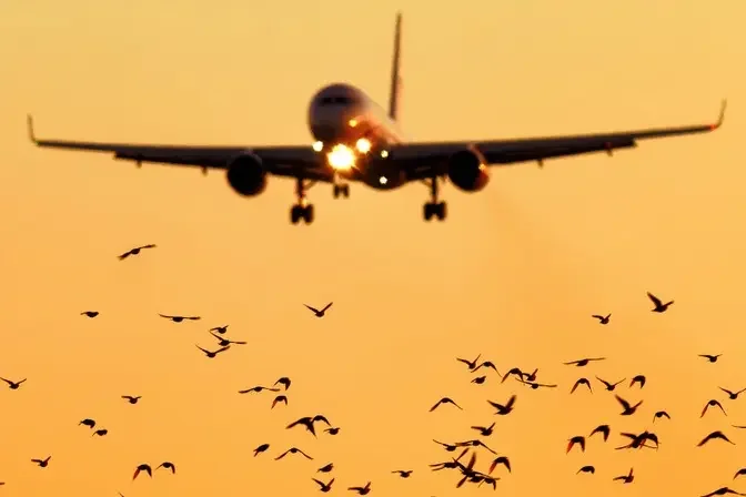 Bird Strike: What Happens When a Plane Collides With a Bird?