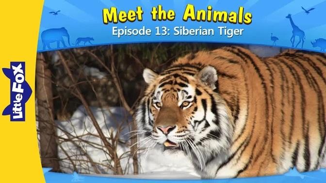Meet the Animals 13 | Siberian Tiger | Wild Animals | Little Fox | Stories for kindergarten