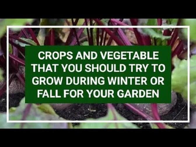 CROPS AND VEGETABLE THAT GROWS DURING WINTER OR FALL | diy garden