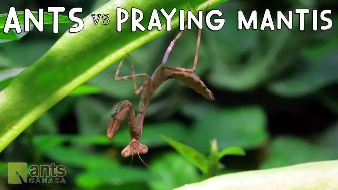 Ants vs. Praying Mantis | Videos | AntsCanada | Gan Jing World