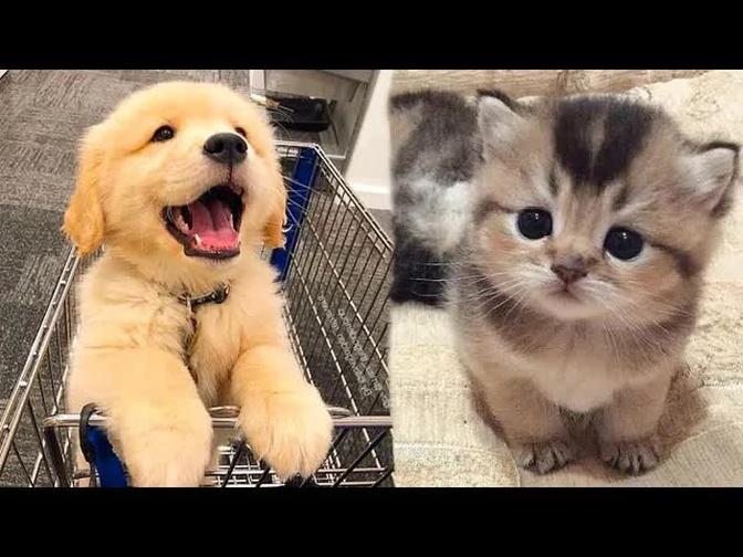 AWW CUTE BABY ANIMALS Videos Compilation cutest moment of the animals - Soo Cute! #5