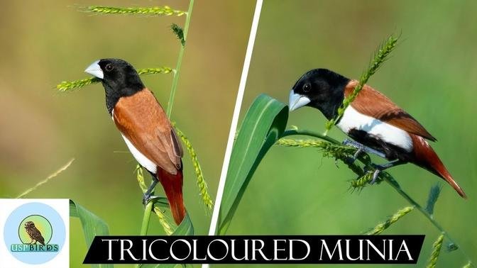 Tricoloured Munia Documentary । USP BIRDS । 2020 Wildlife Photography ।Birding । Ujjal Sarkar(Rocky)