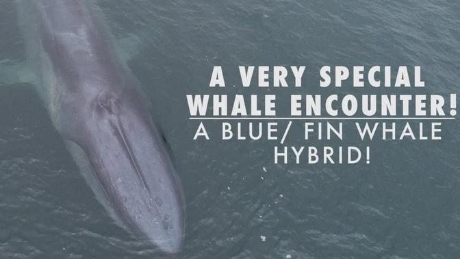 A VERY RARE Whale! | Fin/ Blue Whale Hybrid, Santa Barbara, CA.