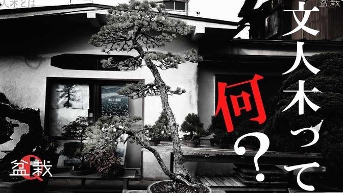 文人木って何？【盆栽Q】What is a Bunjin tree