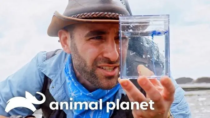 Sea Snake STRIKES at Coyote Peterson-! - Coyote Peterson- Brave the Wild - Animal Planet   
