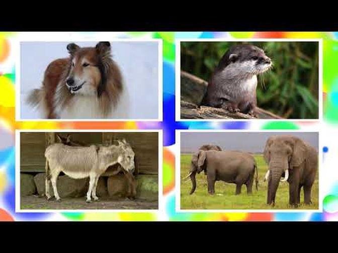 Transportation, Animals, Musicals, Home Stuffs, Body and more Sounds for Kids and Babies #