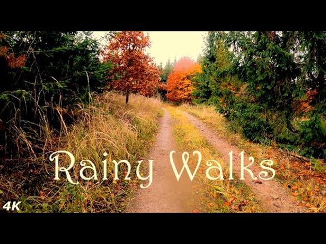 Walk In the Rainy Forest _ 4K _ Autumn Nature _ Sounds of Rain and Walking _ Virtual Walking.
