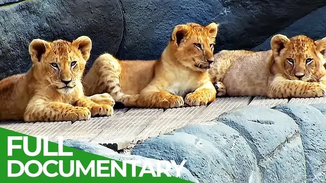 Baby Animals Discovering Their World _ Episode 8 _ Free Documentary Nature