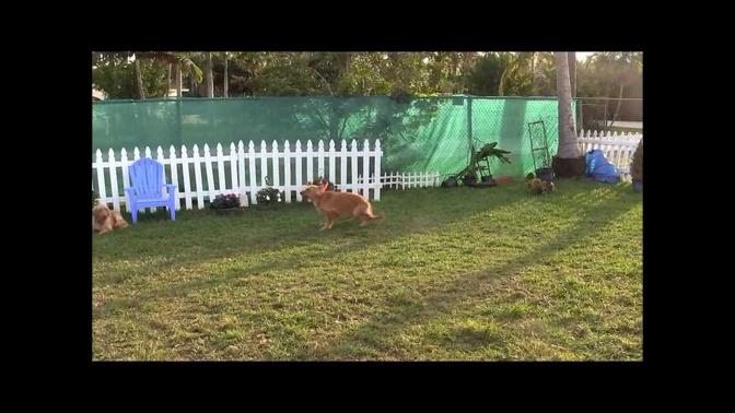 INCREDIBLE dog training video of Golden Retriever