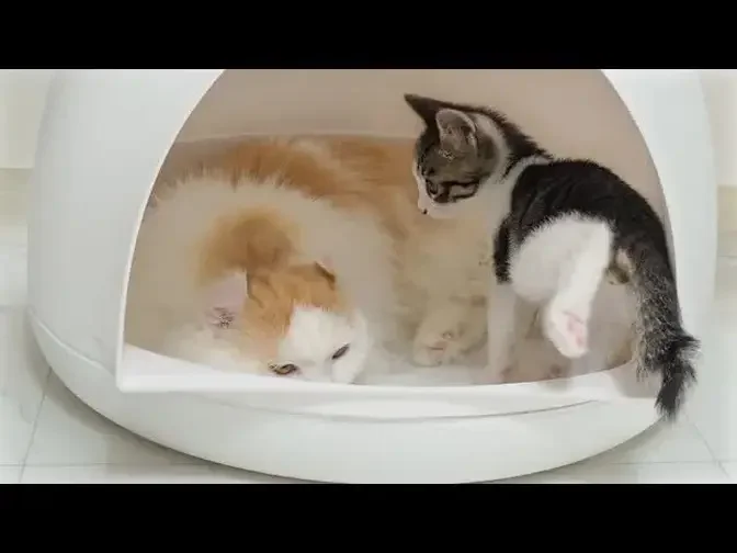 The Rescued Kitten Wants To Be with His Older Brother Cat │ Episode.129